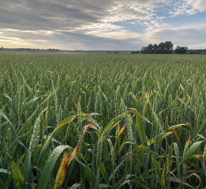 Crop with disease