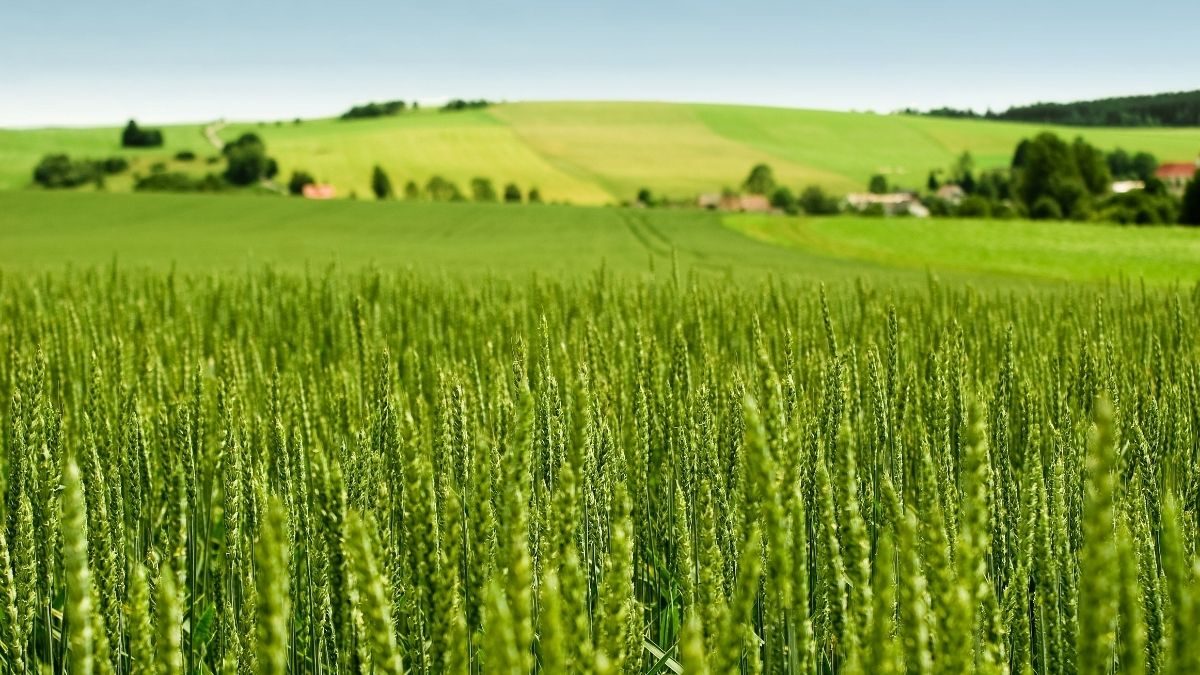 Healthy_Crop2
